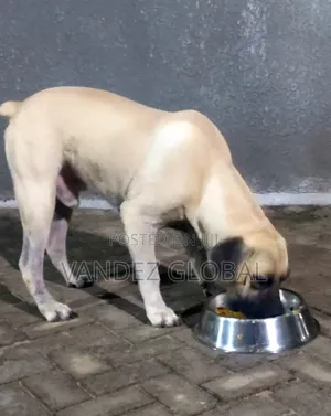 Male Boerboel Dog Available for Mating