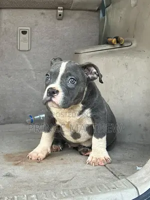 1-3 months Female Purebred American Bully