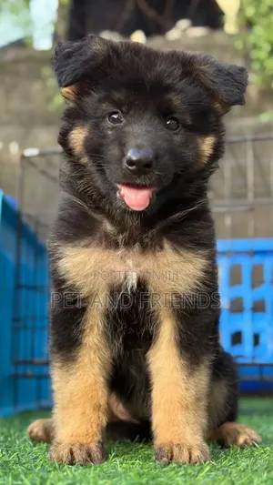 1-3 months Female Purebred German Shepherd