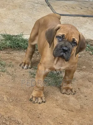 1-3 months Female Purebred Boerboel