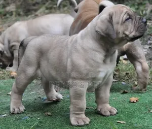 1-3 months Male Purebred Boerboel