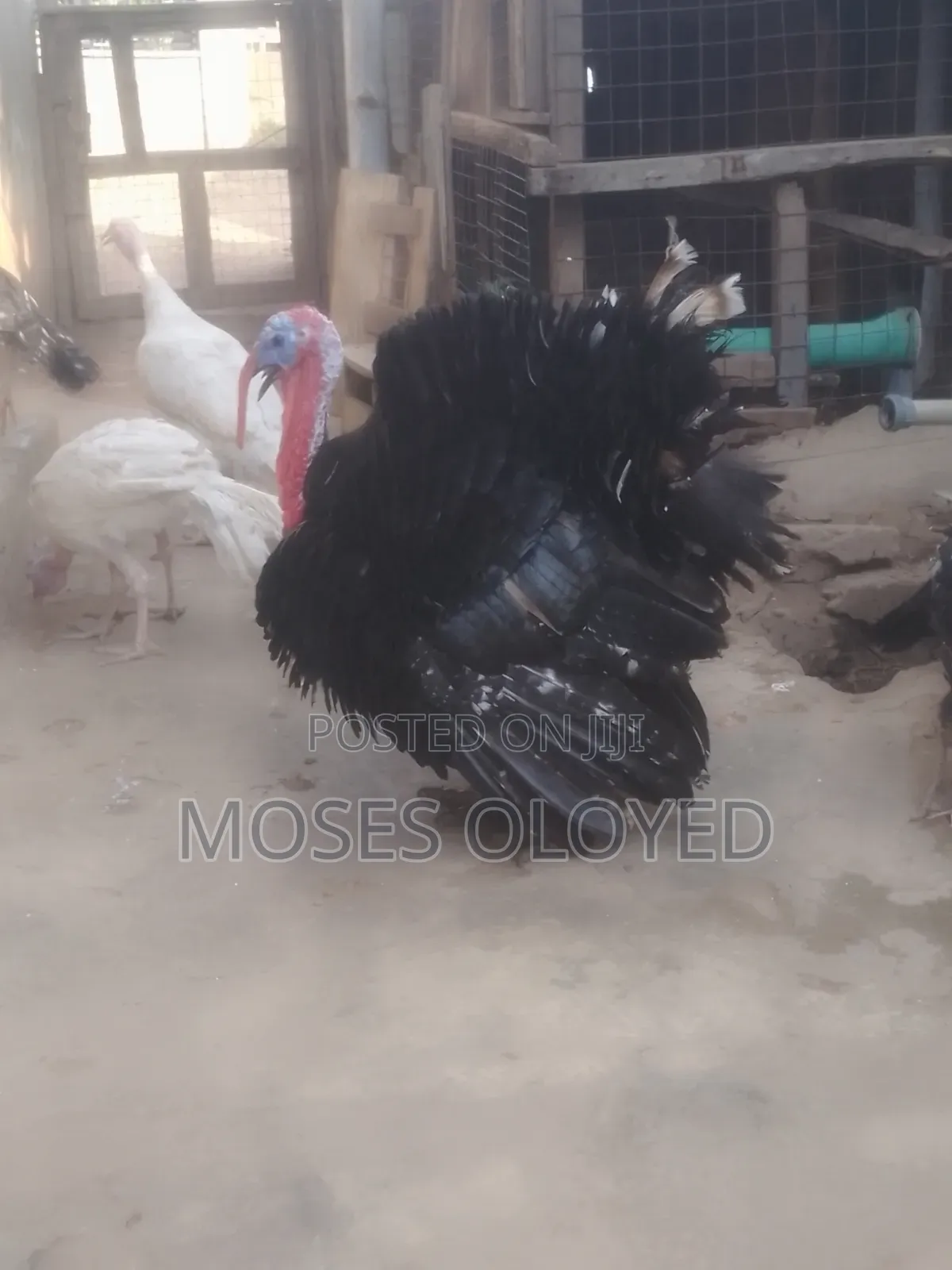 Male Turkey