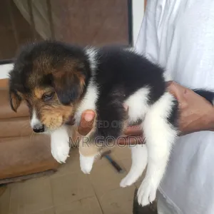 0-1 month Male Mixed Breed Mongrel (No Breed)