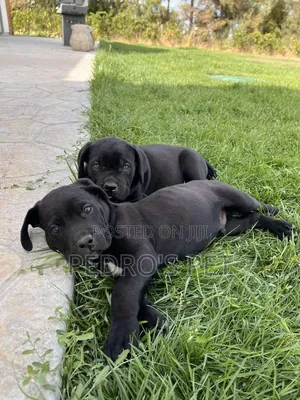 1-3 months Male Purebred Cane Corso