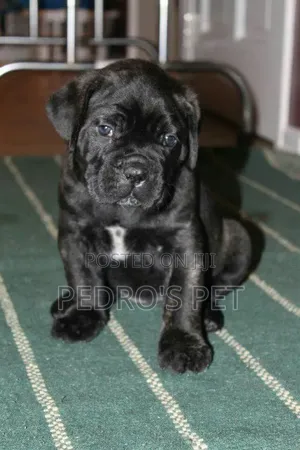 1-3 months Female Purebred Cane Corso