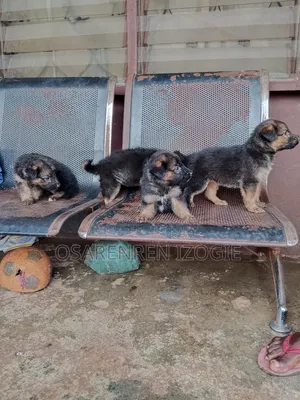 1-3 months Female Purebred German Shepherd