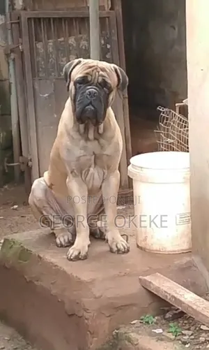 1+ year Male Purebred Bullmastiff