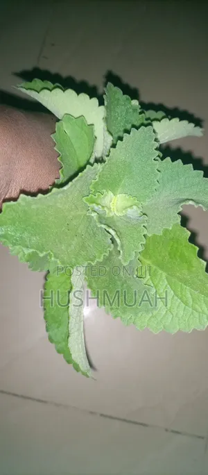 Fresh Organic Oregano