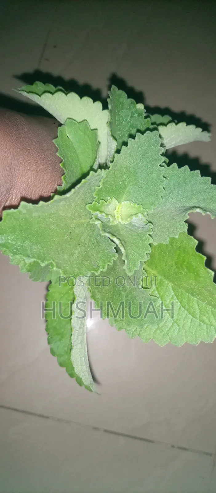 Fresh Organic Oregano