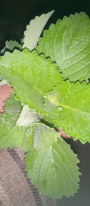 Fresh Organic Oregano