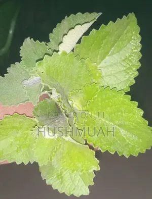Fresh Organic Oregano