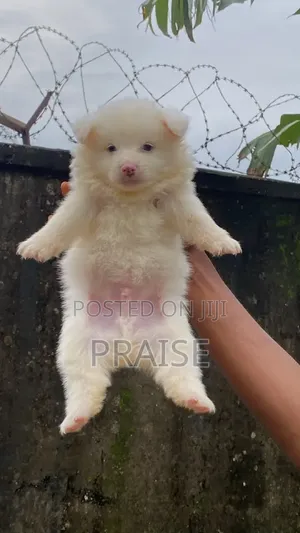 1-3 months Male Purebred American Eskimo
