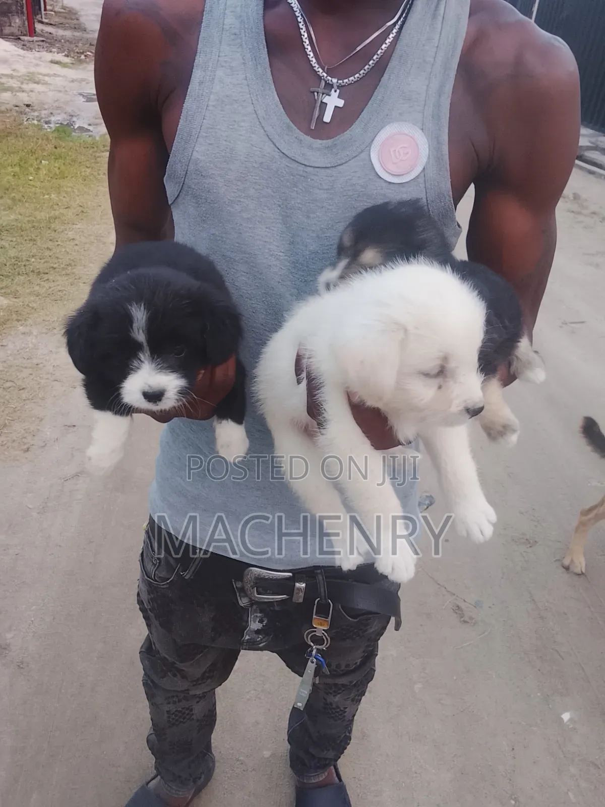 1-3 months Male Purebred Samoyed