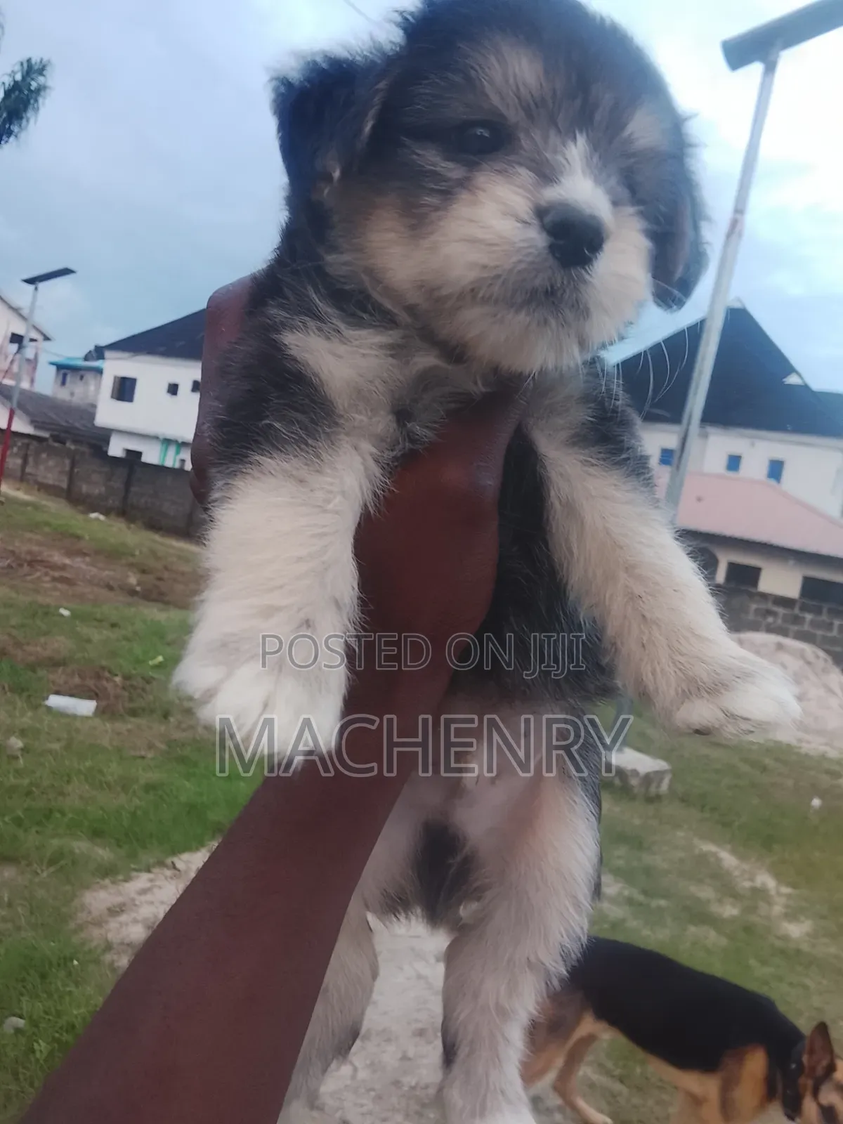 1-3 months Male Purebred Samoyed