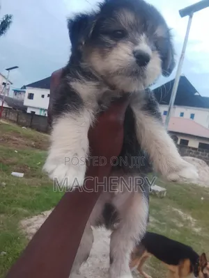 1-3 months Male Purebred Samoyed