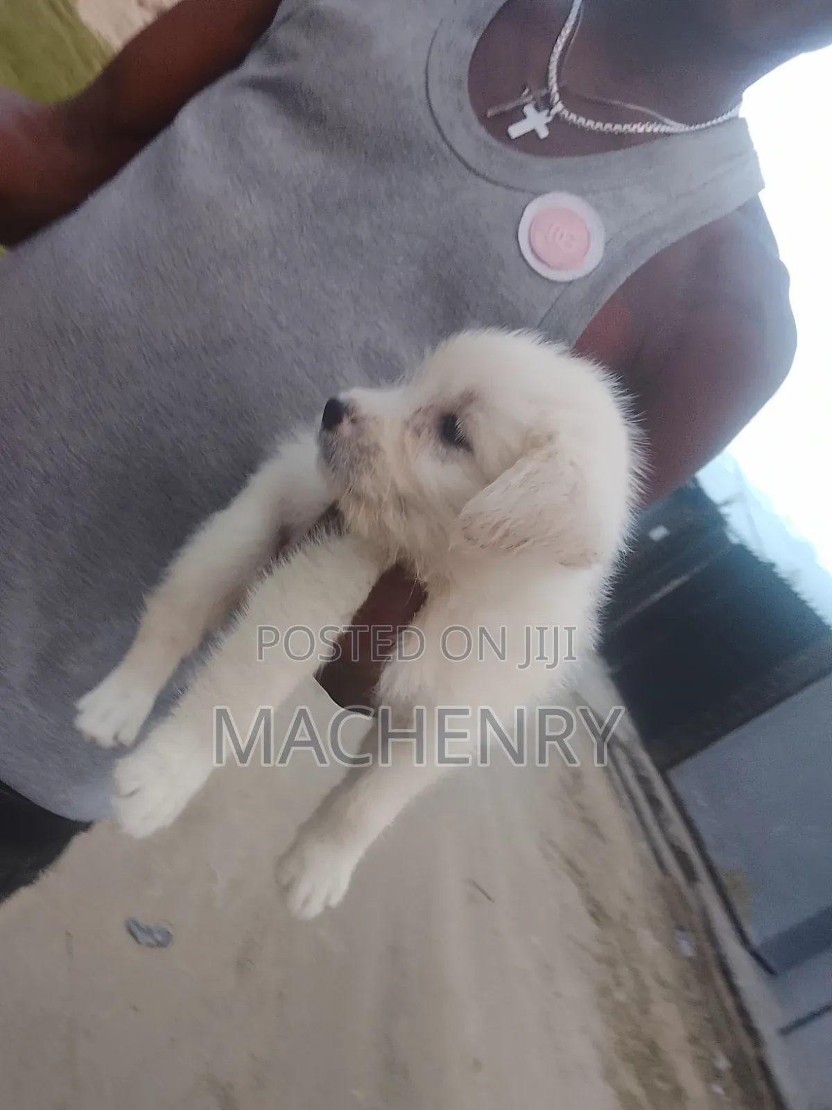 1-3 months Male Purebred Samoyed
