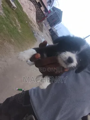 1-3 months Male Purebred Samoyed