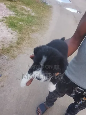 1-3 months Male Purebred Samoyed