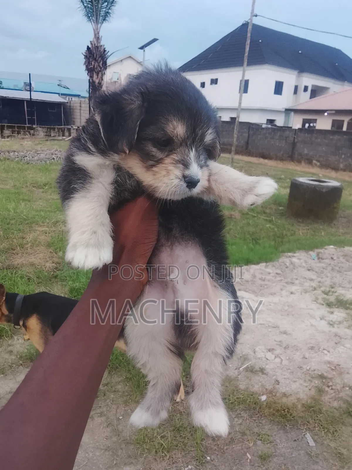 1-3 months Male Purebred Samoyed