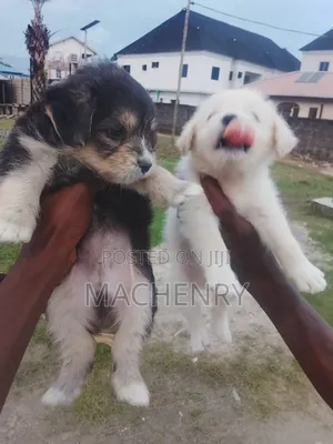 1-3 months Male Purebred Samoyed
