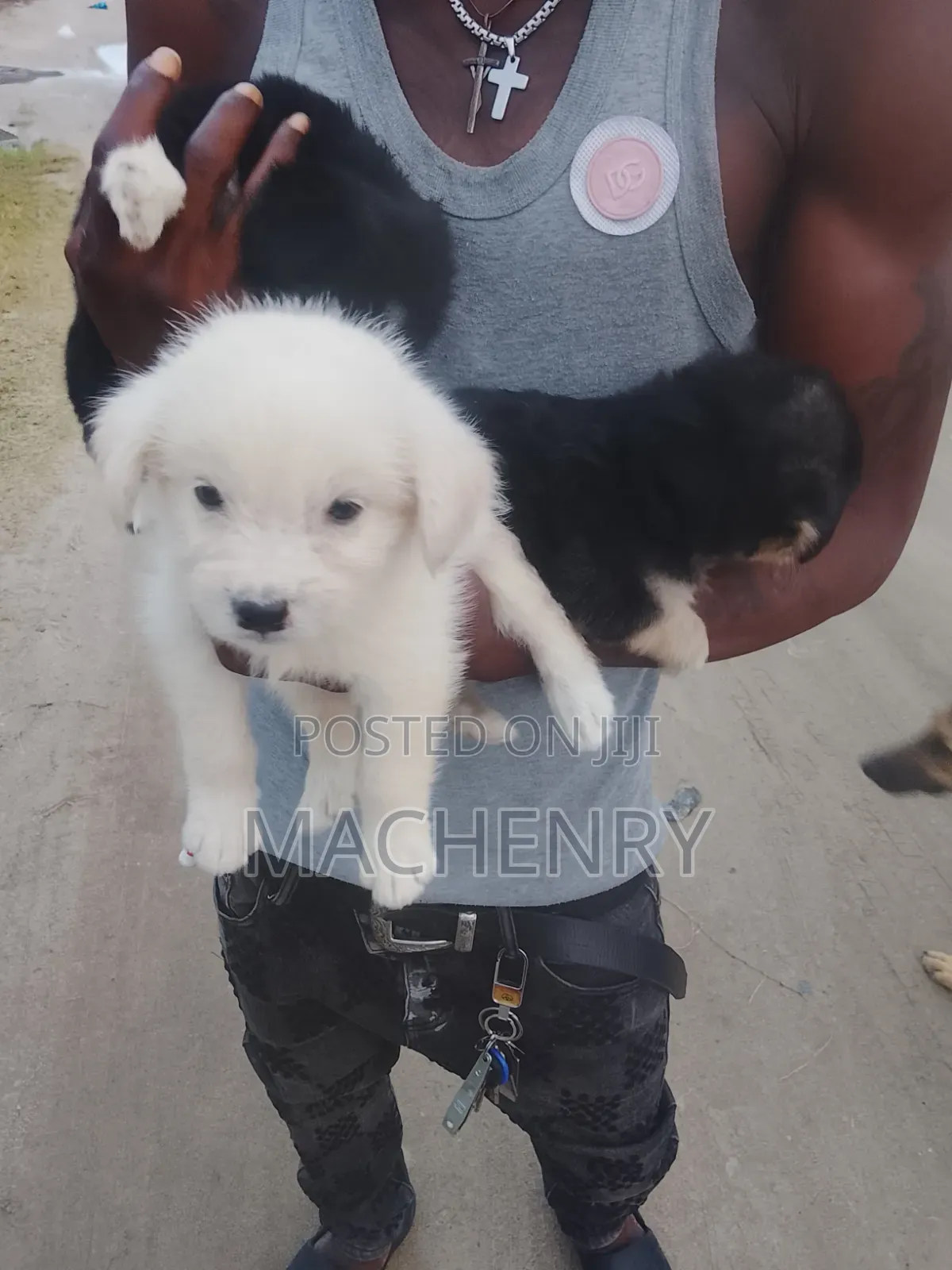 1-3 months Male Purebred Samoyed