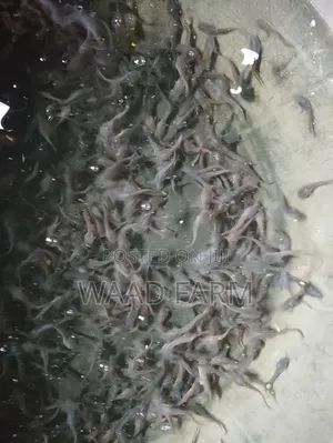Catfish Seedlings(Fingerling, Juvenile,Jumbo)