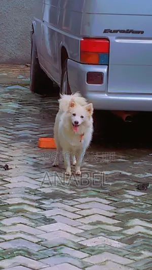 6-12 months Female Purebred American Eskimo