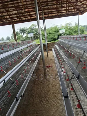 Battery Cages