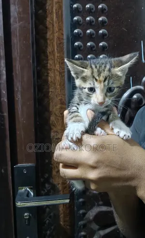 1-3 months Female Mixed Breed Tabby