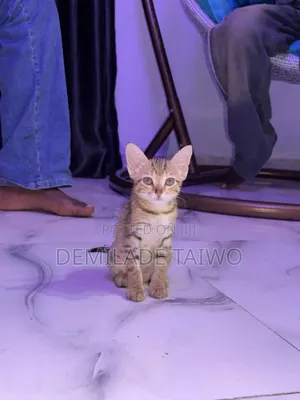 6-12 months Female Mixed Breed British Shorthair