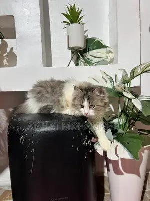 3-6 months Female Purebred Persian
