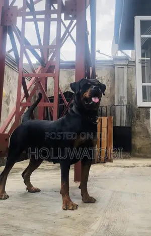 1+ year Female Purebred Rottweiler