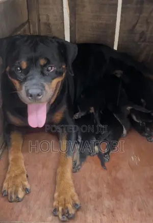 1+ year Female Purebred Rottweiler