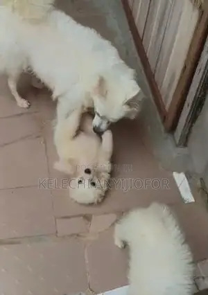 1-3 months Female Purebred American Eskimo