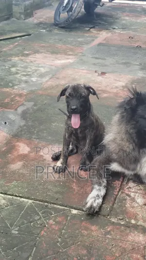 1-3 months Female Purebred Boerboel