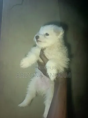 1-3 months Male Purebred Lhasa Apso