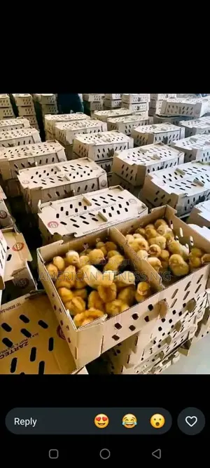 Pullets Layers
