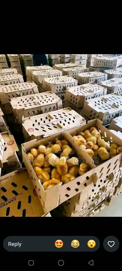 Pullets Layers
