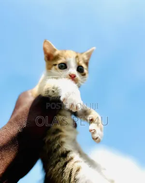 1-3 months Male Purebred American Shorthair