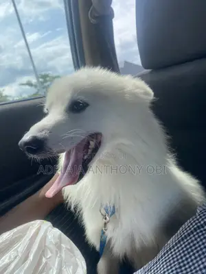 1+ year Male Purebred American Eskimo