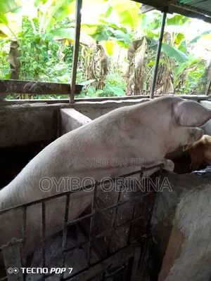 Pregnant Large White Pig