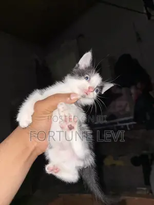 1-3 months Male Purebred Exotic
