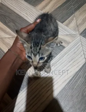 1-3 months Male Purebred Cat