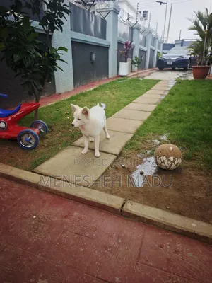 3-6 months Male Purebred American Eskimo