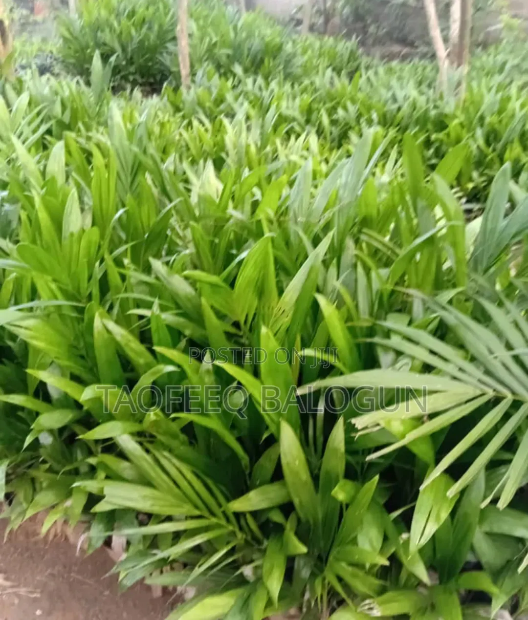 Oil Palm Seedling