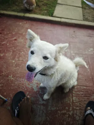 6-12 months Female Purebred American Eskimo