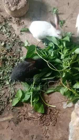 Rabbit for Sale