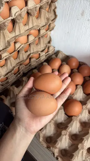 Crates of Eggs