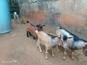 Productive Well Kept Goats for Sale