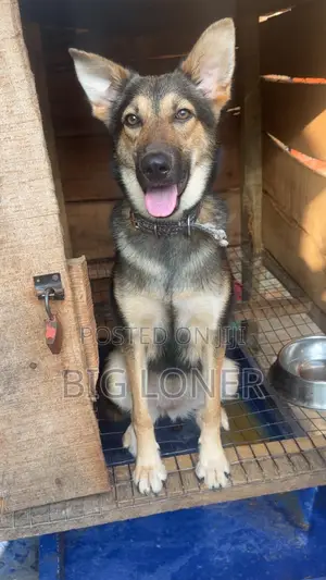 6-12 months Female Purebred German Shepherd
